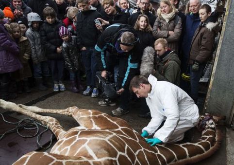 Adults and children look on as a veterinarian at the Copenhagen Zoo performs an autopsy on Marius the giraffe. (Photo: Kasper Palsnov, AFP/Getty Images)